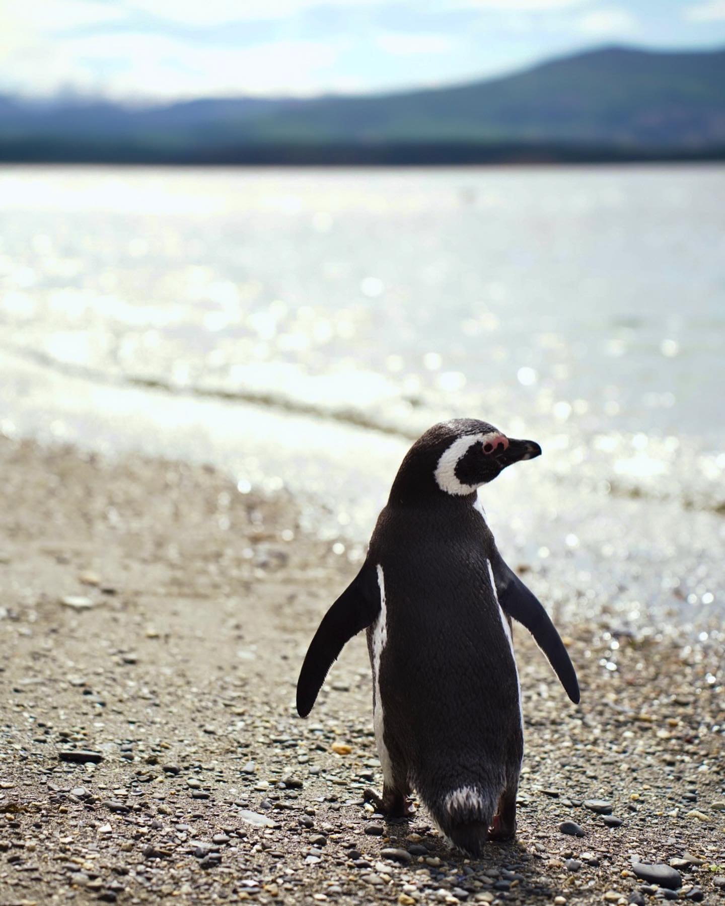 Iceberg turquesa flotando frente a las cumbres de la Patagonia