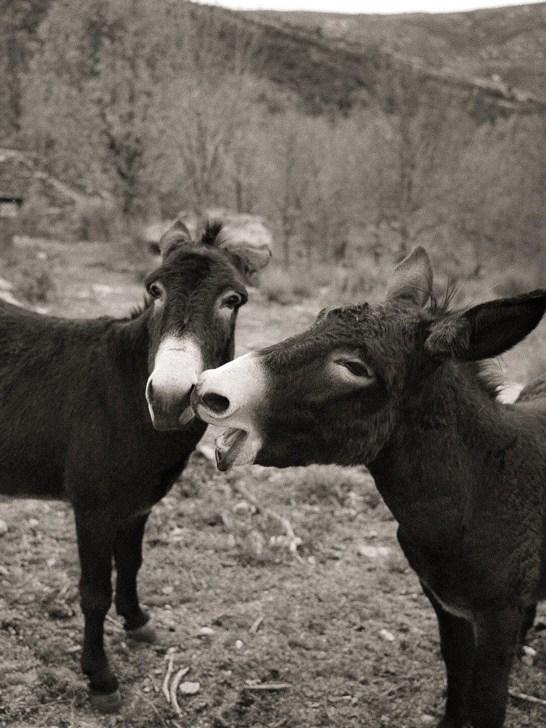 Gredos, vuelta a casa — burro y caballo asomando sobre la paja
