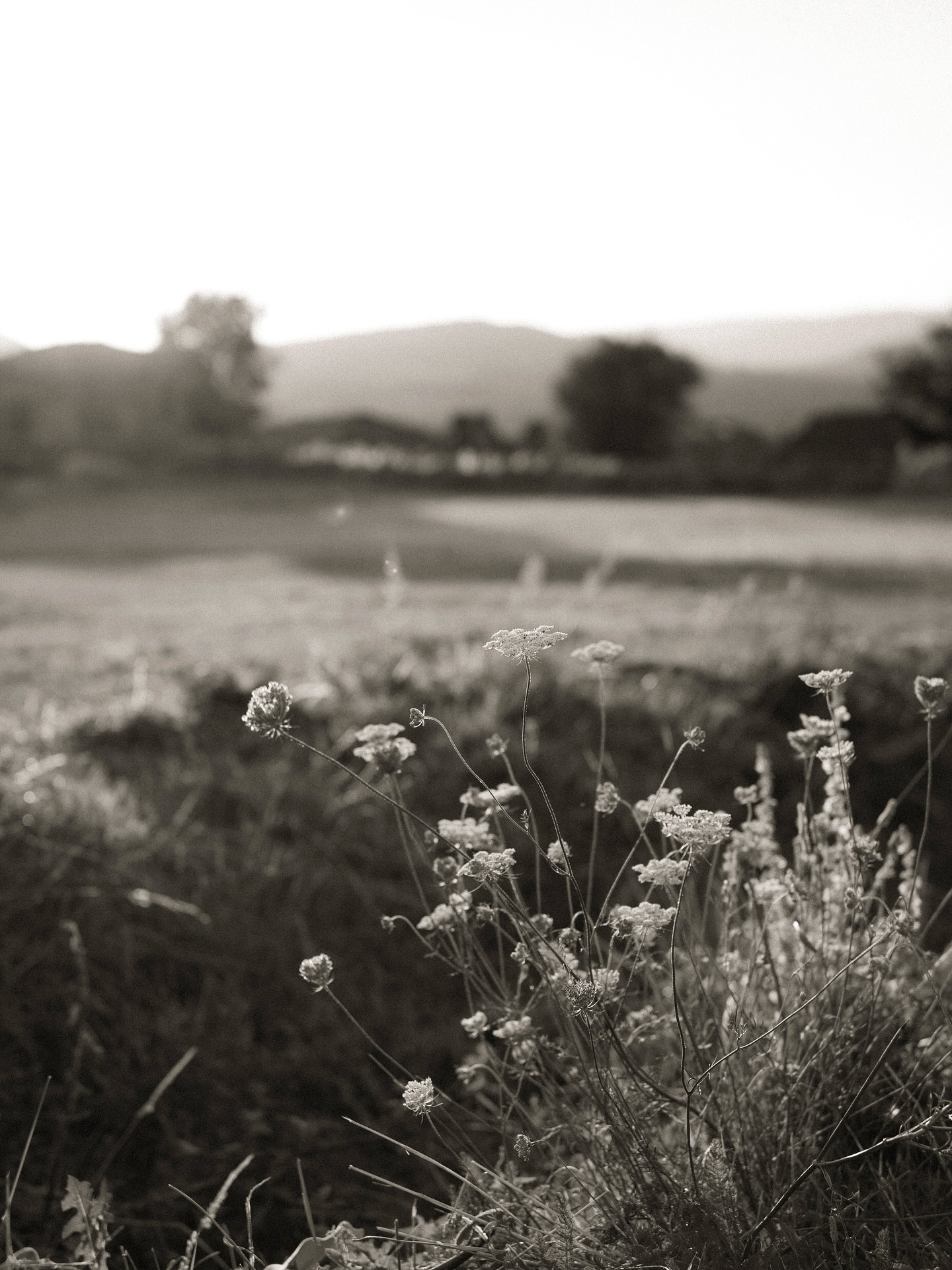 Fotografía de la serie Gredos: animales, campo o paisaje de la Sierra de Gredos · fotograma 03