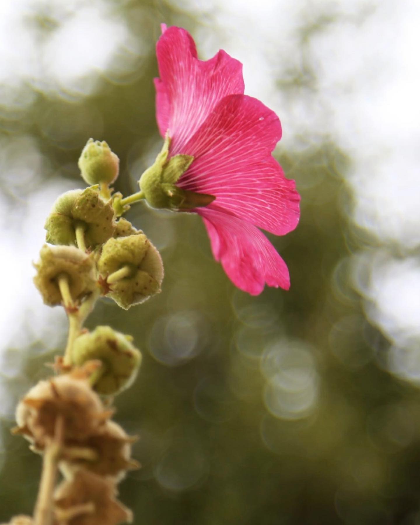 Fotografía de la serie Gredos: animales, campo o paisaje de la Sierra de Gredos · fotograma 08