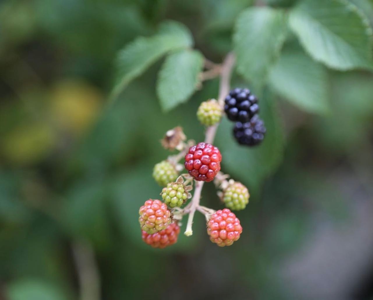 Fotografía de la serie Gredos: animales, campo o paisaje de la Sierra de Gredos · fotograma 09