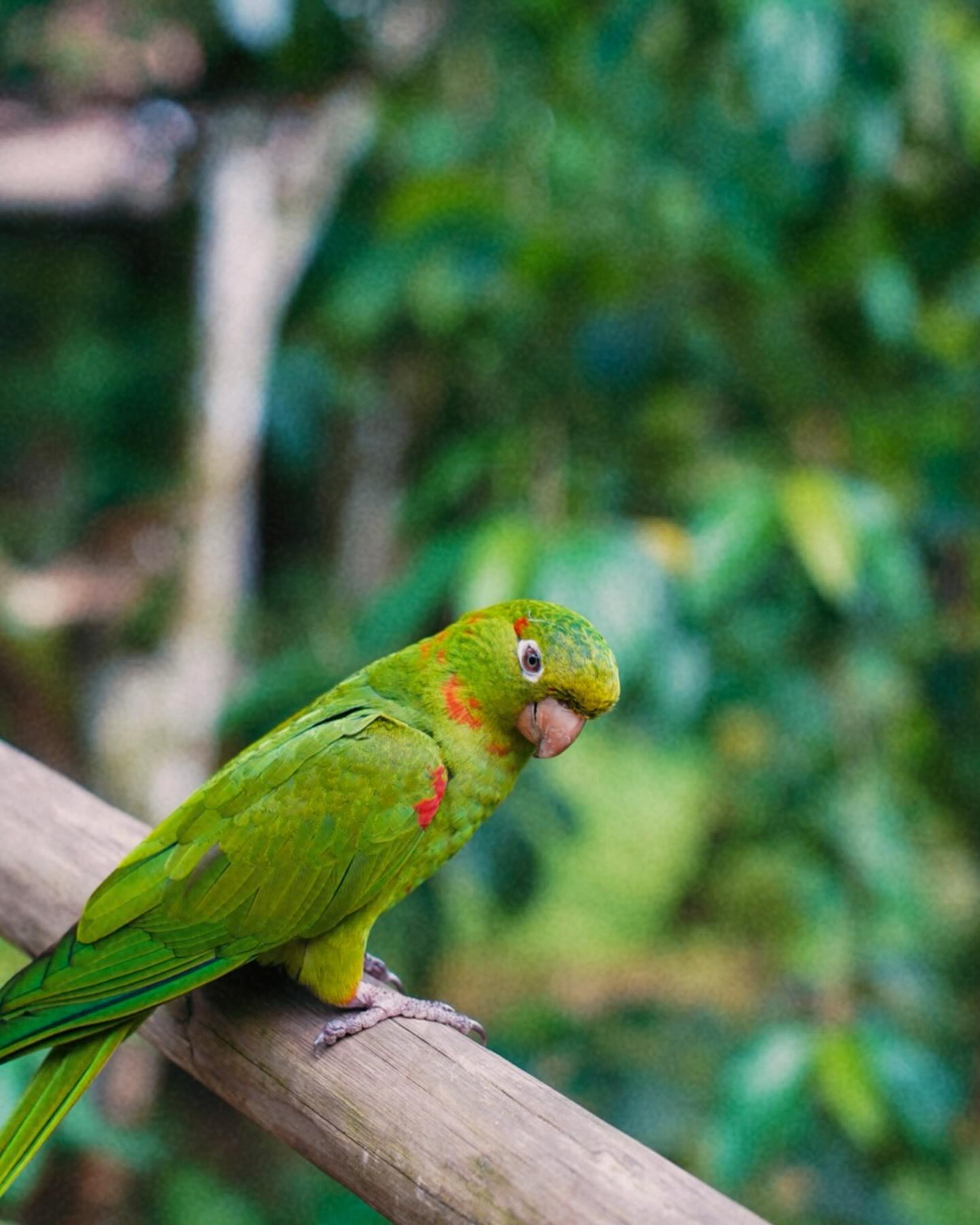 Bromelia fucsia a media sombra en la selva atlántica