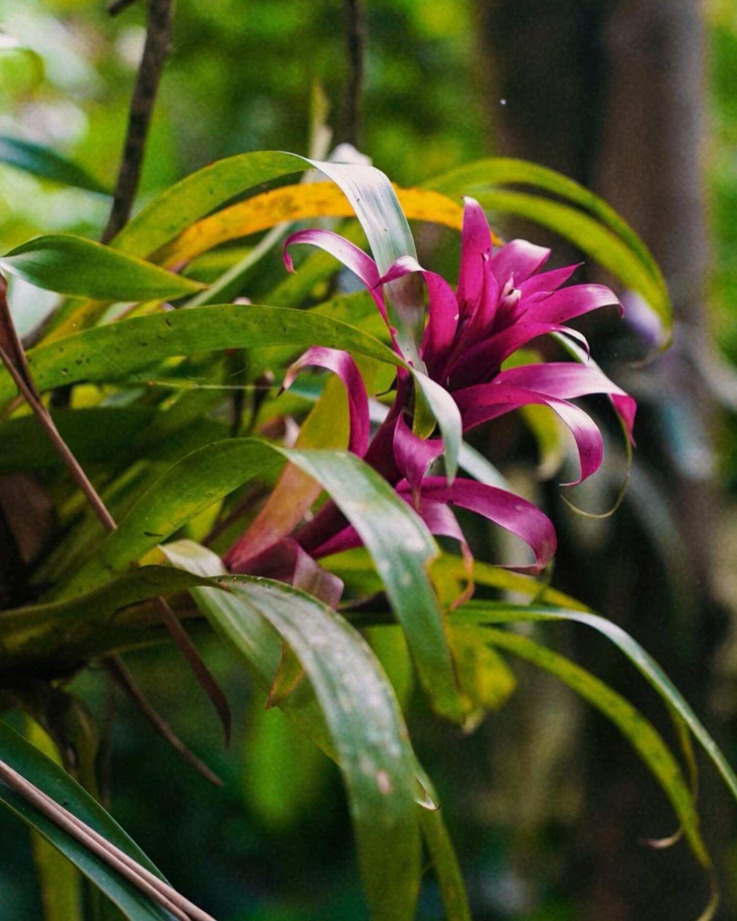 Leaves filling almost the entire frame in a colour study