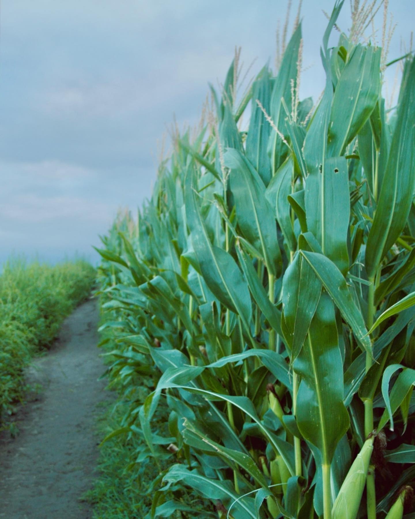 Acantilado cantábrico sobre una playa vacía