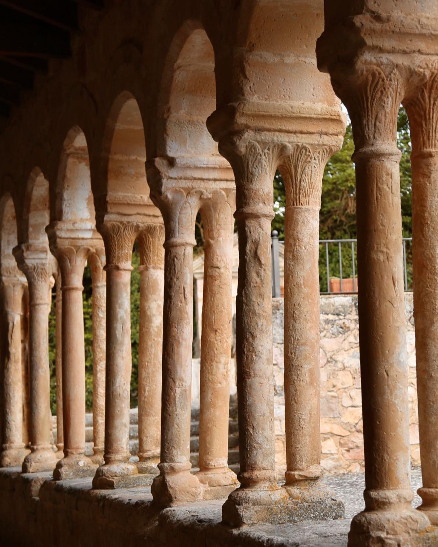 Retama en flor contra la luz dorada de la tarde